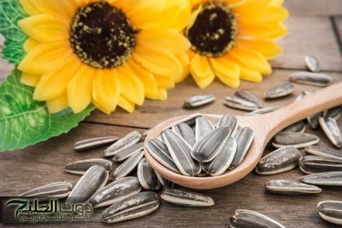 "مش هتتوقع المفاجأة..!!" ماذا يحدث لجسمك اذا تناولت كميه من اللب السوري او اللب السوبر بصفة