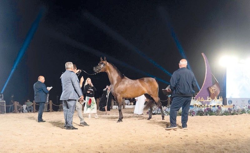 محافظة ظفار تستضيف كأس ظفار الدولي لجمال الخيل العربية