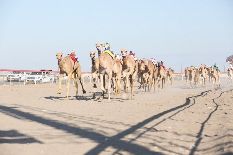 الاتحاد العماني لسباقات الهجن يكشف عن البرنامج الزمني لموسم 2025/‏2026