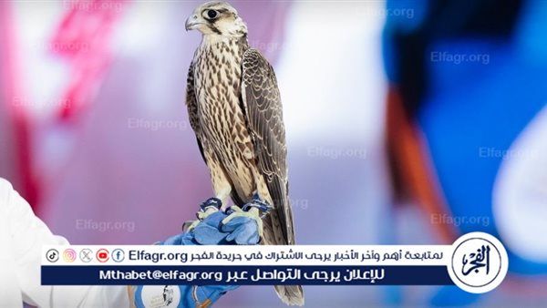 غدًا.. ختام المزاد الدولي لمزارع إنتاج الصقور 2025