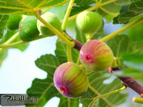 "فاكهة نزلت من الجنة"...غنية بالفيتامينات والمعادن تعالج السكري وامرض القلب تناولها بكثرة؟؟ ستدهشك