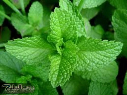 العشبة المعجزة.. نبات ينقي الدم ويزيل السموم من الجسم ويقلل من الإصابة بأمراض القلب والأوعية الدموية ويعزز