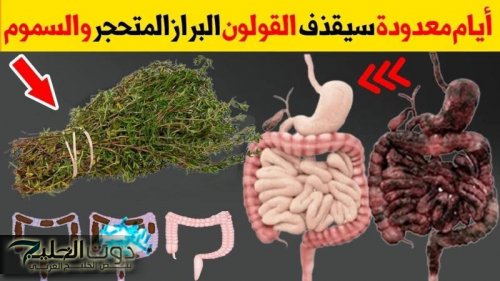«ولا الجن الأزرق يعرفها».. عشبة جبارة ربانية متواجدة في كل منزل تجعلك تتخلص كافة مشاكل القولون