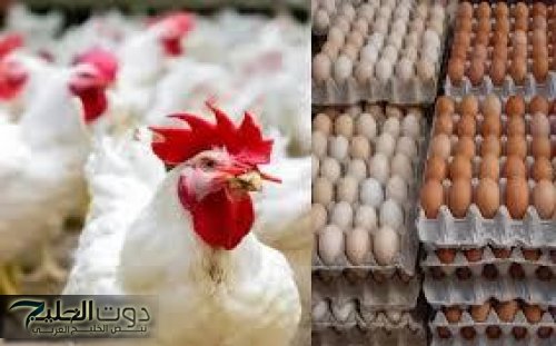 فرصة تشتري وتخزن.. هبوط كبير في أسعار الفراخ اليوم بعد قرار الحكومة | وشوف البيض بكام