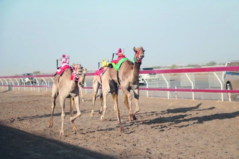 السبت القادم .. الاتحاد العماني لسباقات الهجن يدشن الموسم الجديد بمنافسات المحطة الاولى فـي ثلاثة ميادين
