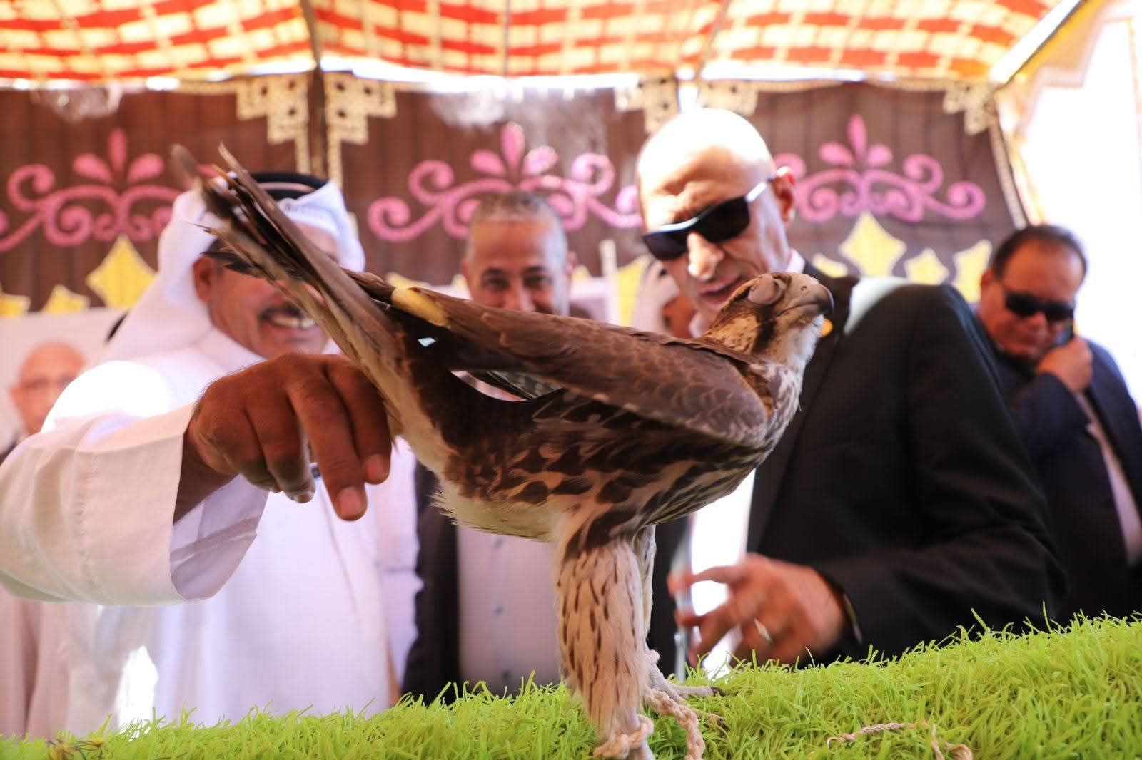 بمشاركة 400 هجين تمثل 5 محافظات.. مهرجان الهجن يختتم فعالياته بالعريش لجانب معارض للصقور والأزياء والتراث (صور)