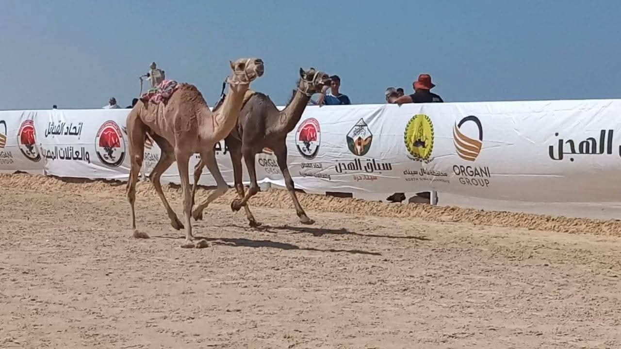 بمشاركة 400 هجين تمثل 5 محافظات.. مهرجان الهجن يختتم فعالياته بالعريش لجانب معارض للصقور والأزياء والتراث (صور)