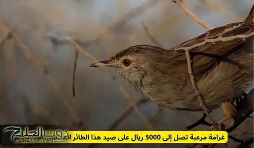 غرامة مرعبة تصل إلى 5000 ريال على صيد هذا الطائر المنتشر بالرياض