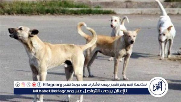 عاجل- وزارة الزراعة: الامتناع عن إطعام الكلاب الضالة مخالفة للشرع والقانون