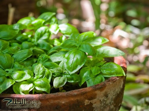 نبتة خضراء رخيصة الثمن.. تخفض ضغط الدم وتحمي من السرطان