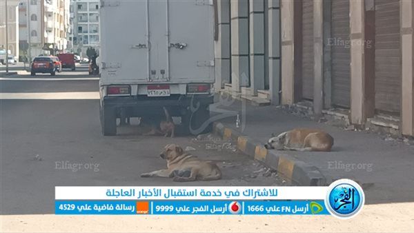 11 كلبا فقط..محافظة الجيزة تنفي واقعة نقوق 500 كلب ضال بحدائق الأهرام