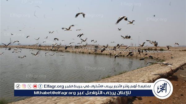 إنزال 1.25 مليون زريعة بلطي و400 ألف مبروك حشائش بنهر النيل بالمنيا ضمن خطة تنمية وادي النيل