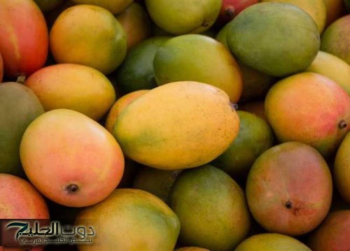 «ما تشتريهاش لو ببلاش».. أخطر نوع مانجو موجود في السوق مرشوش بمادة مسرطنة