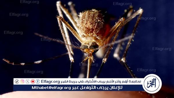 رصد أكثر من 3000 حالة جديدة من حمى التشيكونغونيا في الصين