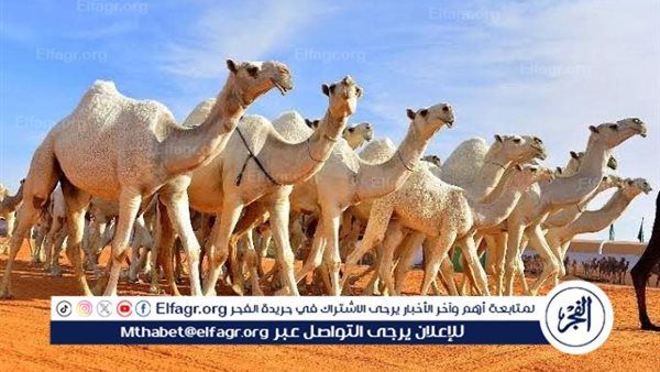أكثر من 11 مليون ريال تحققها مبيعات مزاد حائل للإبل