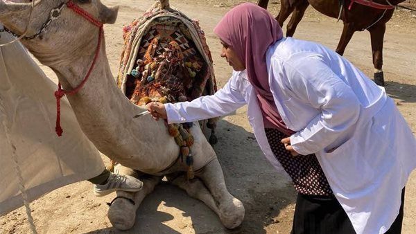 قافلة بيطرية مجانية لعلاج الخيول والجمال بنزلة السمان ضمن فعاليات البرنامج الوطني "معًا لحماية الخيول والإبل"