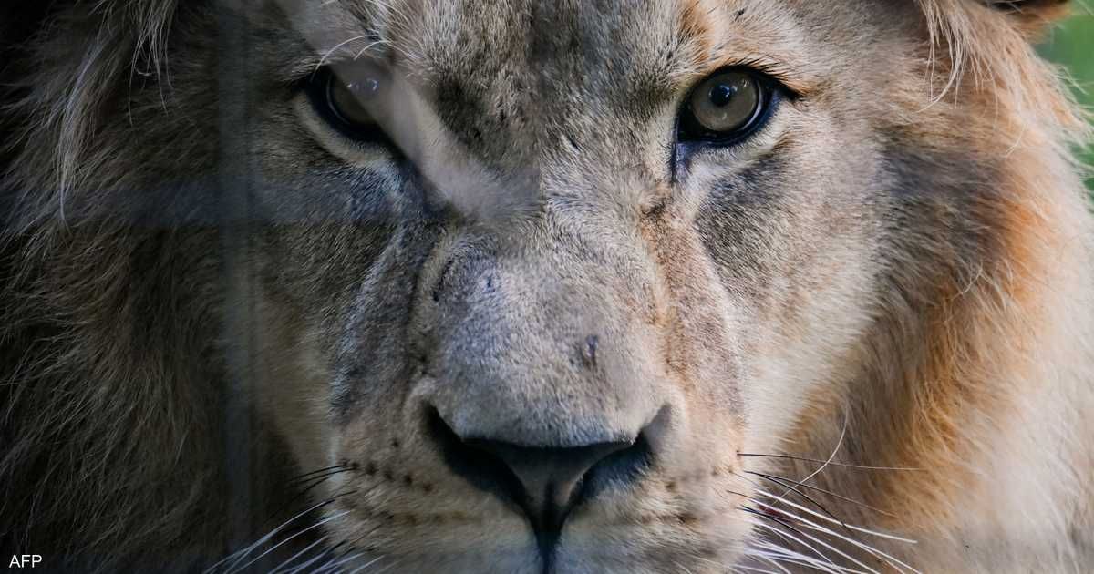 العالم اليوم - تخشاه الأسود والمفترسات.. الصوت الأكثر رعبا في الغابة