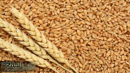طرح عطاء لشراء كميات من القمح للمرة الثانية