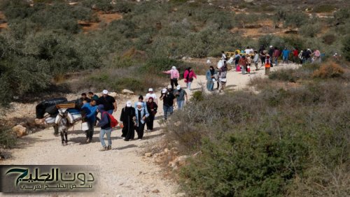 توثيق 165 اعتداء على قاطفي الزيتون خلال أسبوعين