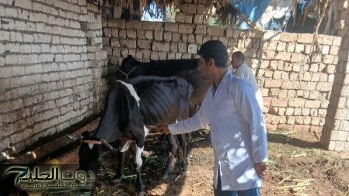 انطلاق الحملة القومية الثالثة للتحصين ضد الحمى القلاعية وحمى الوادي المتصدع بالجيزة