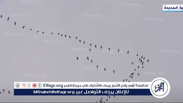 وزارة البيئة تواصل حماية الطيور المهاجرة.. إزالة 18 ألف متر من الشباك المخالفة في المحميات الطبيعية