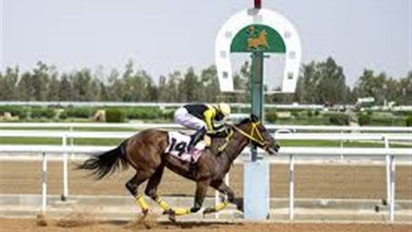الجواد "حفر الباطن" يحقق كأس محافظة شرورة في الحفل الخامس لسباقات الخيل بنجران