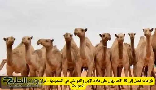 غرامات تصل إلى 10 آلاف ريال على ملاك الإبل والمواشي في السعودية.. قرار صارم لحماية الطرق ومنع الحوادث