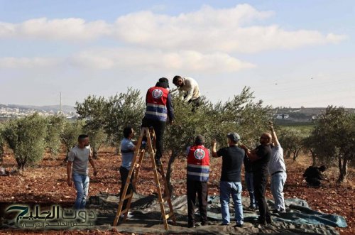 الأمم المتحدة: 126 هجمة تخرب آلاف أشجار الزيتون في الضفة الغربية