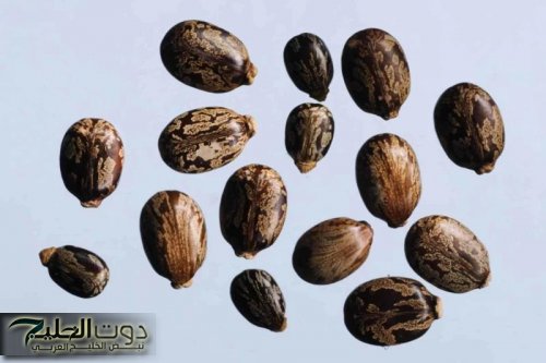 «كنز ثمين موجود في كل بيت؟!».. عشبة من الجنة متوفرة في كل مطبخ تعالج النقرس وآلام المفاصل ولها فوائد