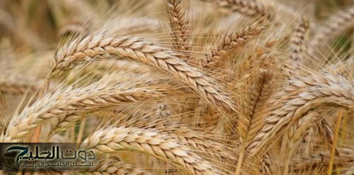 الصناعة: رفع القدرة التخزينية للقمح والشعير إلى 2.3 مليون طن