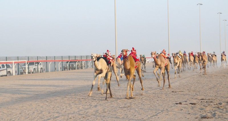 منافسات مثيرة فـي المحطة الثالثة من البرنامج السنوي لسباقات الهجن الأهلية بميدان البشائر بأدم