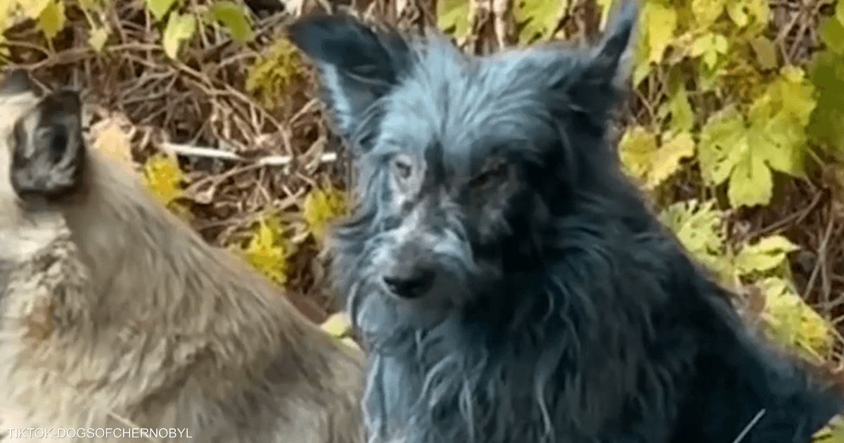 العالم اليوم - خبير أوكراني يكشف حقيقة ظهور "كلاب زرقاء" في موقع نووي