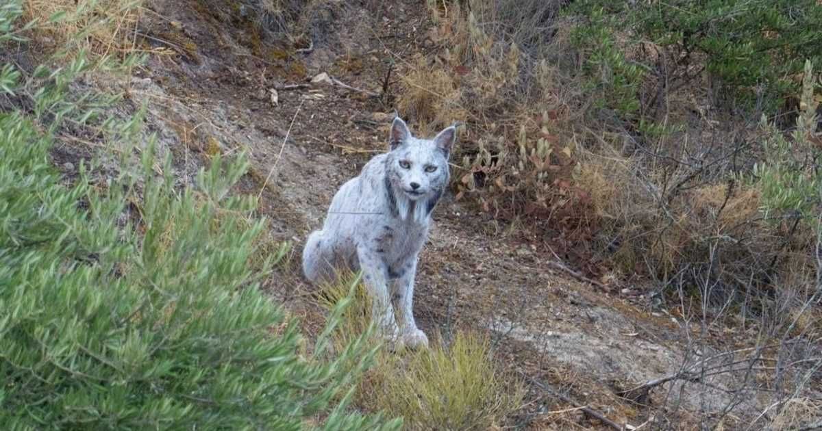 العالم اليوم - ظهور نادر للغاية لـ"الشبح الأبيض".. والباحثون يطرحون تساؤلات