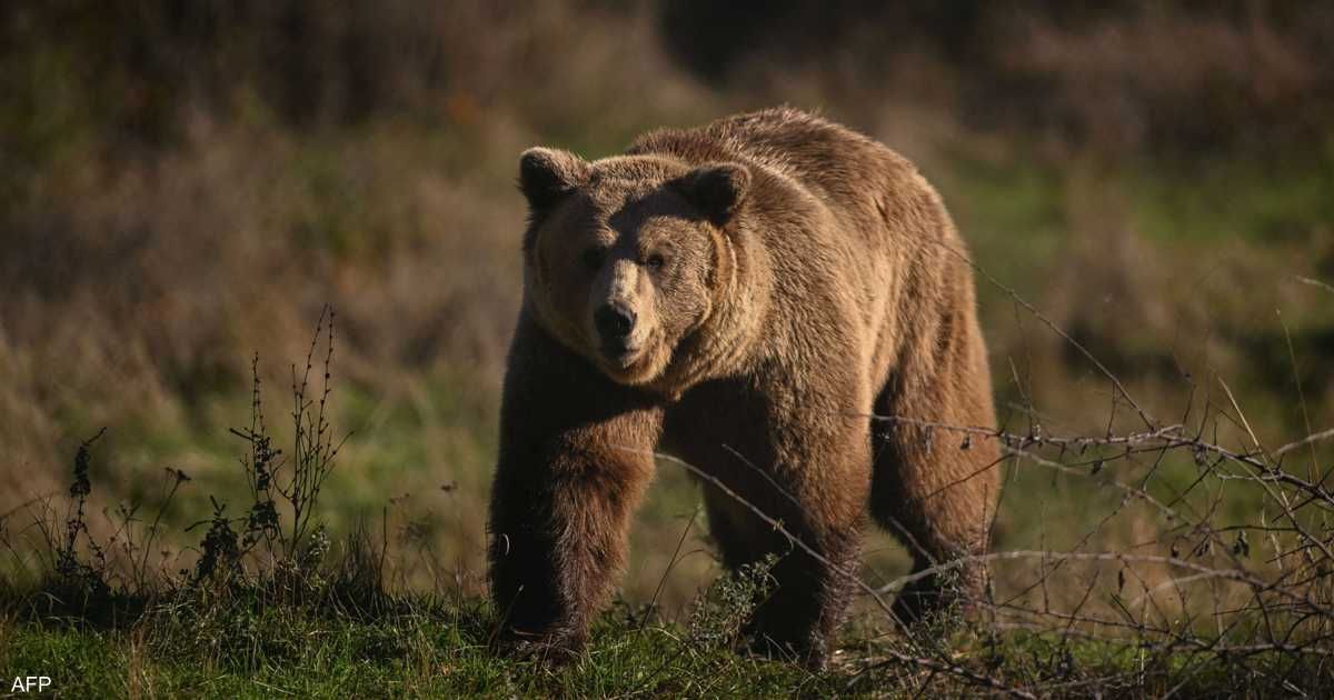 العالم اليوم - اليابان.. الفلفل الحار لصد هجمات الدببة "القاتلة"