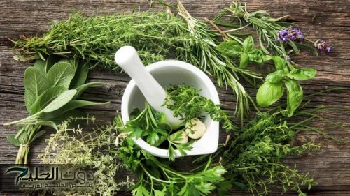 «اعشاب هتخليك تقفل الإمتحان»... تعرف على اشهر الوصفات الطبيه لعلاج الزهايمر وضعف الذاكره حتى بعد سن 70