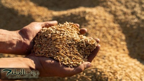 الأردن يشتري 60 ألف طن من علف الشعير في مناقصة