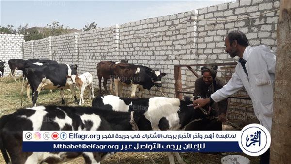 عاجل ـ «بشري سارة للمواطنين من نقيب الفلاحين»: اللحوم في الأسواق آمنة 100% ولا خطر من الحمى القلاعية