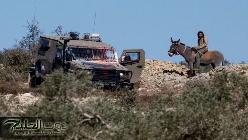 340 اعتداء نفذها الاحتلال والمستوطنون ضد قاطفي الزيتون