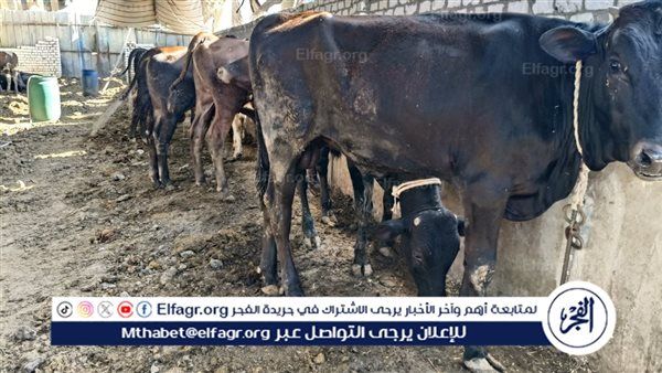 عاجل- الحكومة تنفي صحة فيديو حالات نفوق الماشية المتداول على وسائل التواصل الاجتماعي وتؤكد: "الفيديو مزيف والوضع الوبائي للثروة الحيوانية في مصر آمن ومطمئن