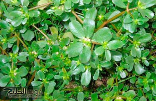 مفيش كيماوي تاني من النهاردة.. عشبة جهنمية جبارة تقضي على الورم تماما تنمو في فصل الشتاء