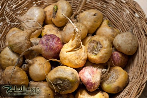 معجزة نزلت من السماء .. عشبة سحرية برخص التراب تعيد لك الشباب حتى بعد سن الستين .. إليك طريقة الإستخدام