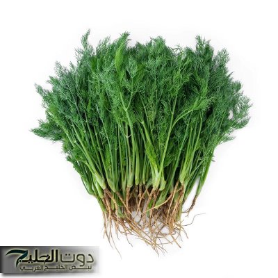 "مش بس ريحتها حلوة دي كمان بتصنع المعجزات!" عشبة الكزبرة تساعد على تنظيف الجسم وتنظيم السكر وفوائد