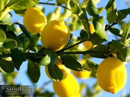 "عشبه ربانية!!!"… برخص التراب وتمنع ارتفاع السكر في الدم وتخفض الوزن وتقضي على الإمساك في 5 دقائق