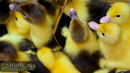 استقرار أسعار البط وتباين أسعار الكتكوت في بورصة الدواجن اليوم الخميس 13 نوفمبر 2025