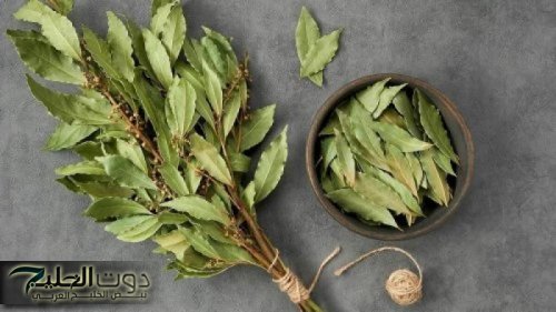 «عشبة منسية»...معجزه ربانيه ستجعل بطنك مسطحا وشعرك خالي من الشيب ووجهك أبيض ومشدود كالقمر وفي 3 أيام فقط!! -