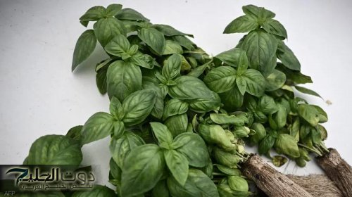 «محظوظ لو عرفتها».. عشبة تحميك من السرطان وأمراض القلب