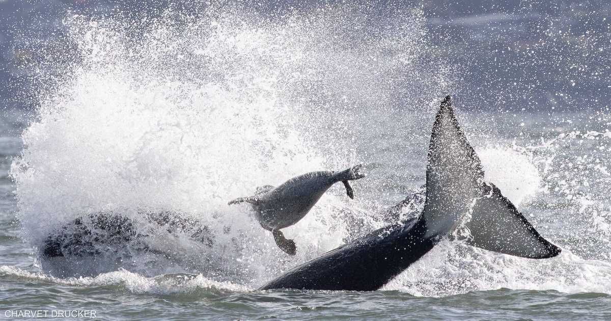 العالم اليوم - فيديو لمطاردة مثيرة.. فقمة تستعين بقارب هربا من الحيتان