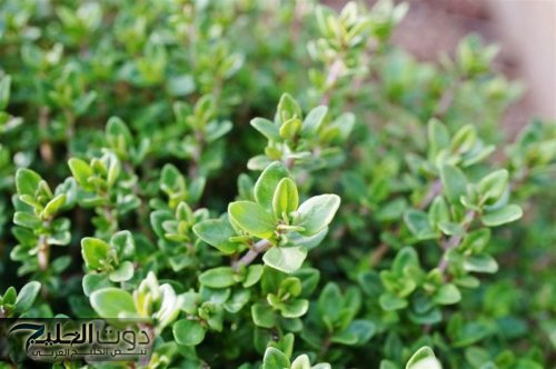 "كنز في بيتك!!".. عشبة سحرية تغنيكِ عن الكريمات غالية الثمن!!.. تحارب التجاعيد وتمنحك بشرة شابة