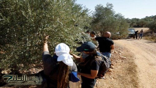 الاحتلال يقتلع 135 شجرة زيتون في سلفيت