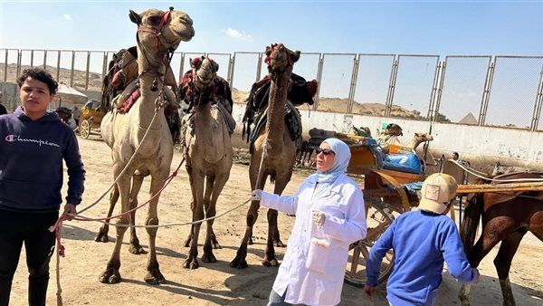 محافظة الجيزة تطلق قوافل بيطرية مجانية لرعاية الخيول والجمال بالمنطقة الأثرية بالأهرامات